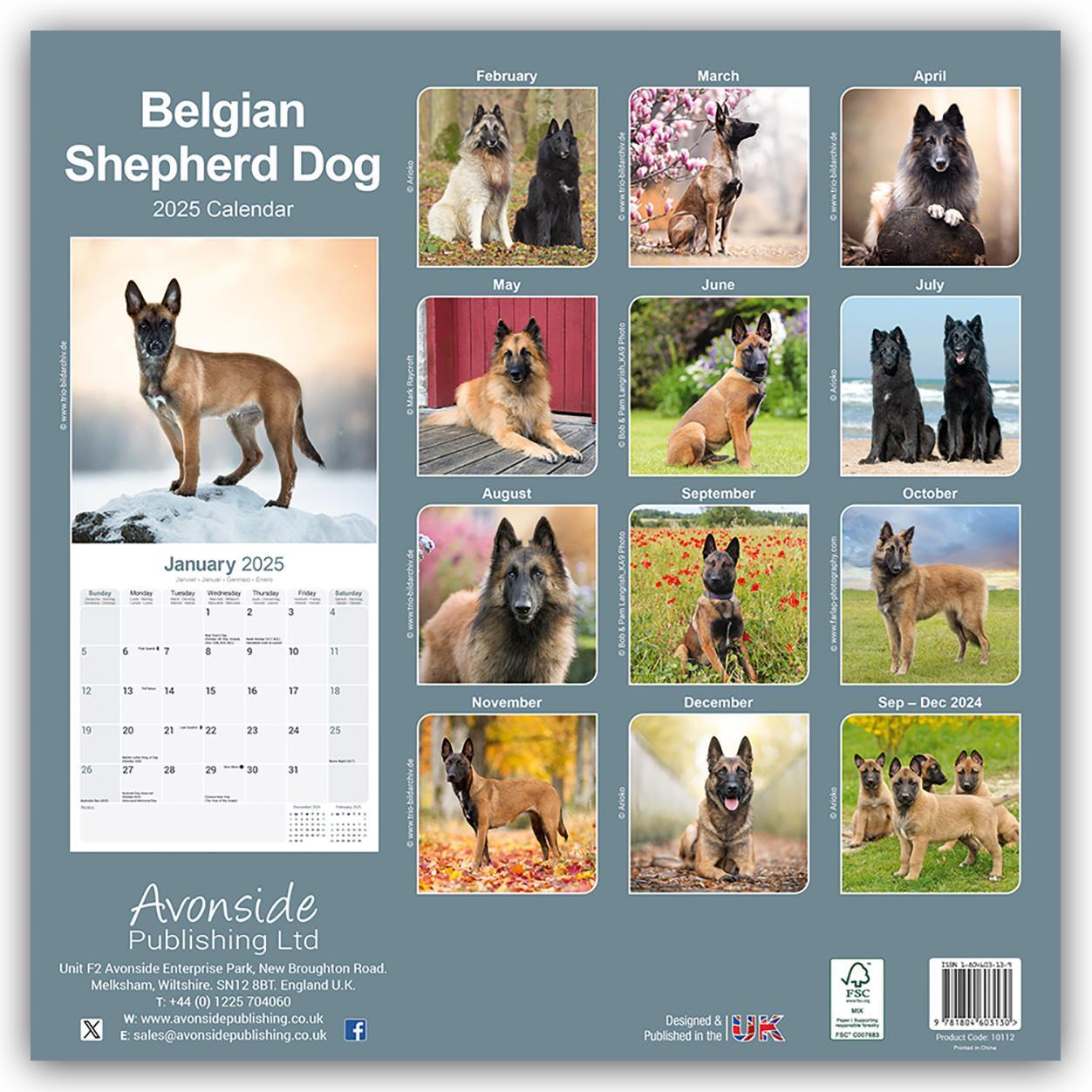 Rückseite: 9781804603130 | Belgian Shepherd Dog - Belgischer Schäferhund 2025 - 16-Monatskalender