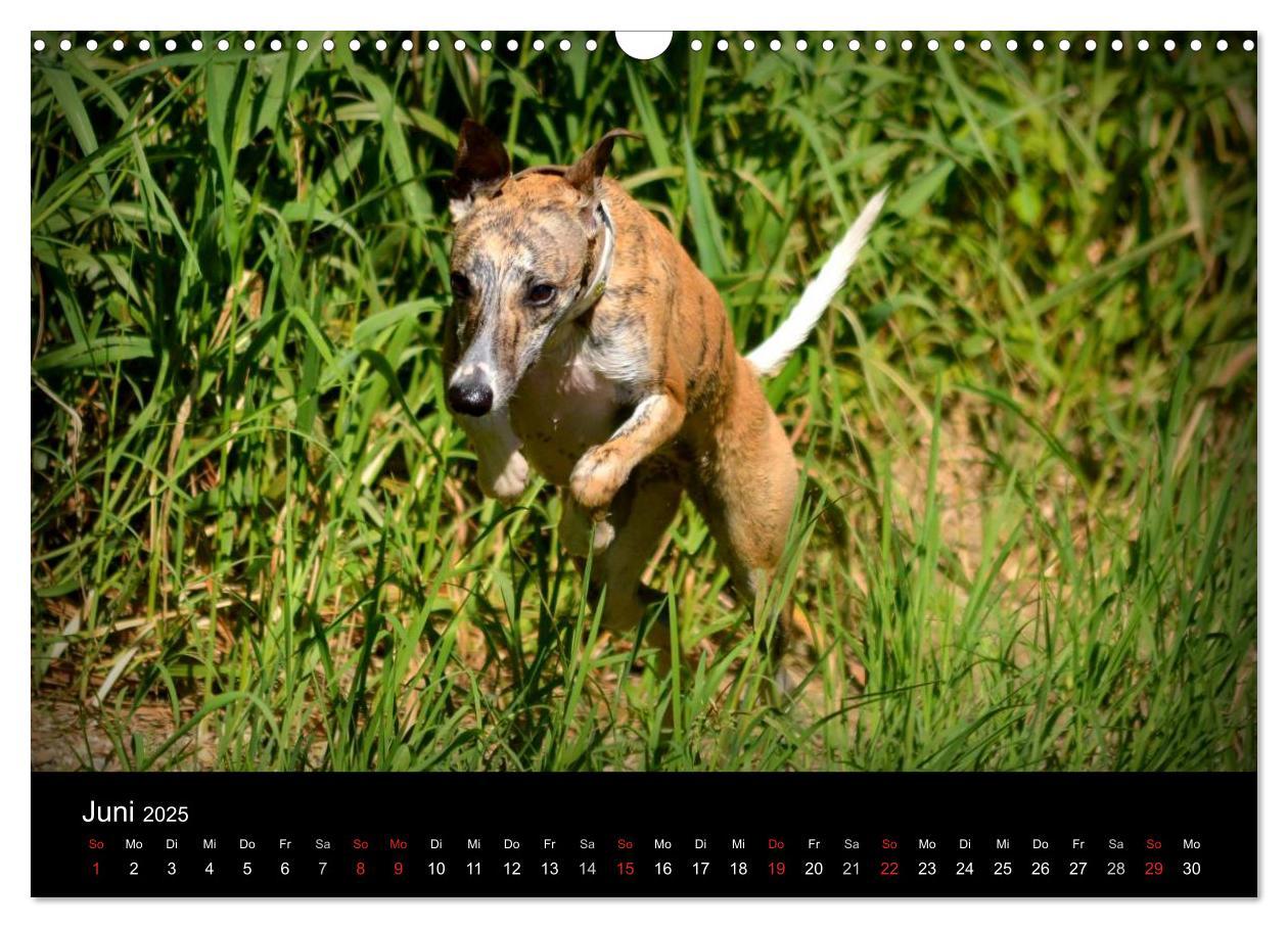 Bild: 9783435634385 | Whippets in Aktion (Wandkalender 2025 DIN A3 quer), CALVENDO...