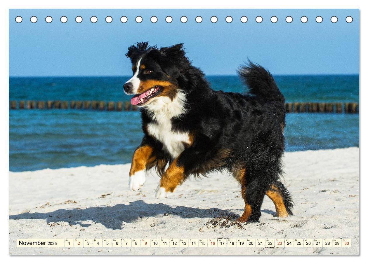 Bild: 9783435515783 | Berner Sennenhunde am Strand (Tischkalender 2025 DIN A5 quer),...