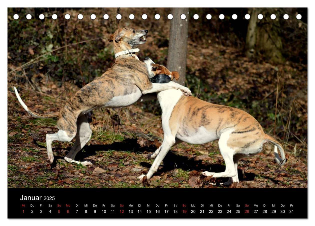 Bild: 9783435629909 | Whippets in Aktion (Tischkalender 2025 DIN A5 quer), CALVENDO...