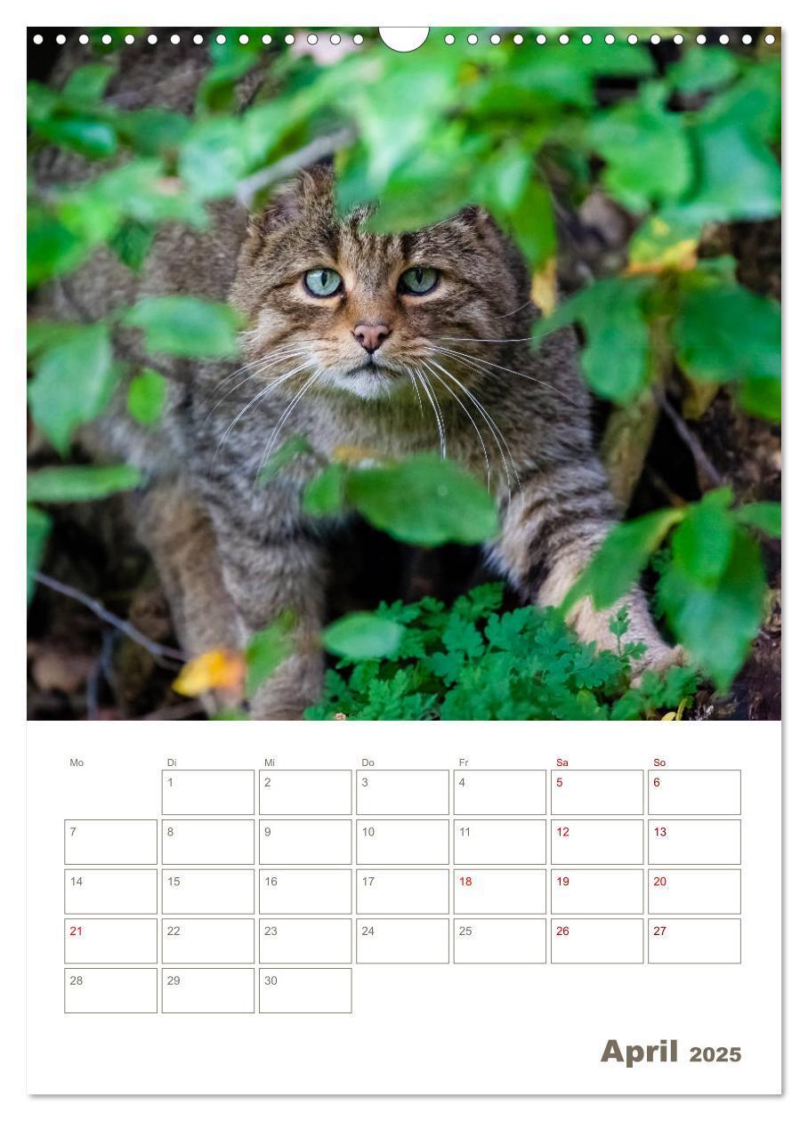 Bild: 9783435982882 | Europäische Wildkatzen - Jahresplaner (Wandkalender 2025 DIN A3...