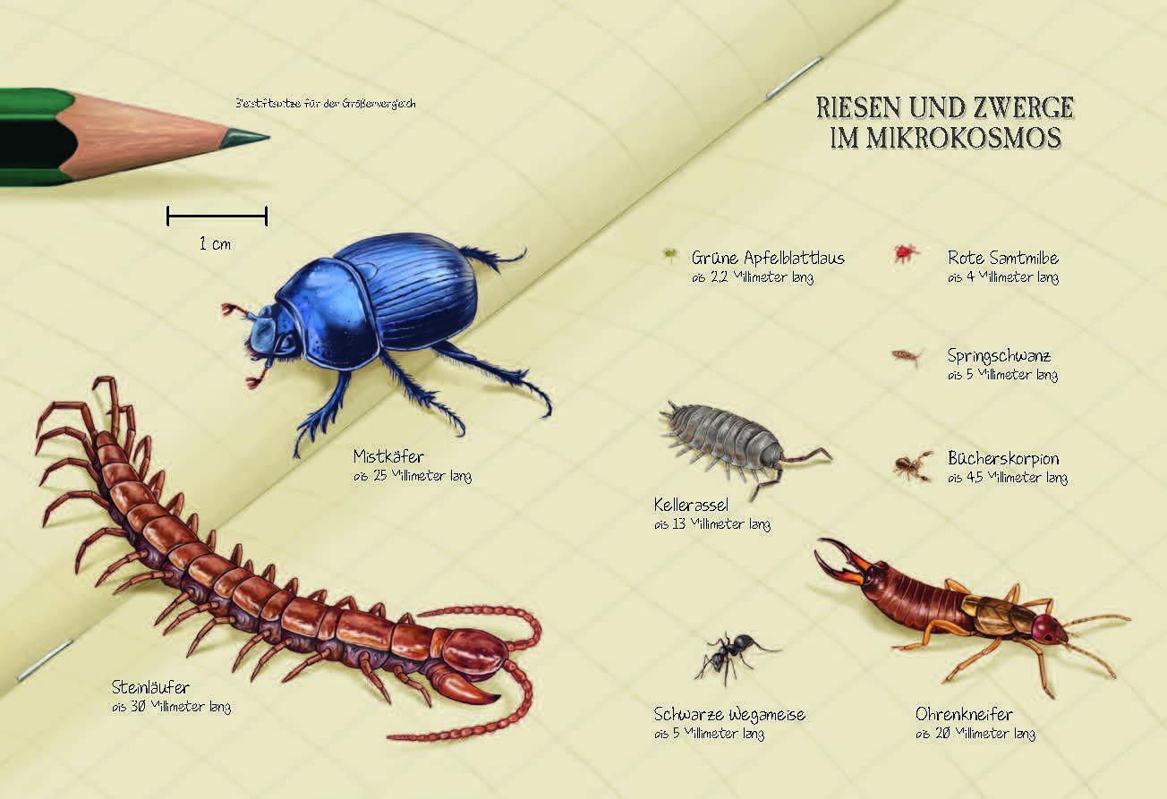 Bild: 9783968080086 | Verborgene Welt des Mikrokosmos | Eine Reise ins unendlich Kleine