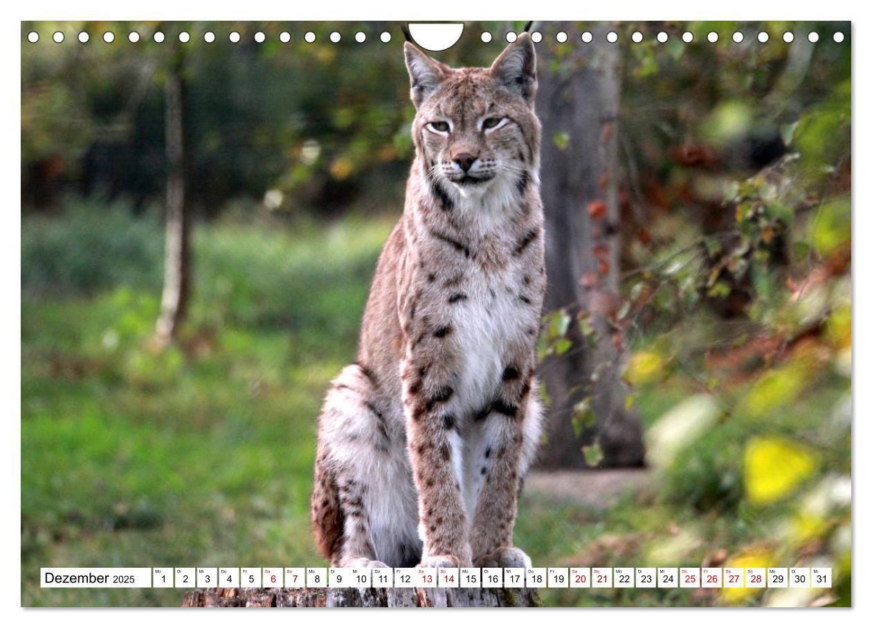 Bild: 9783435420773 | Familie Luchs - Die Jäger mit dem Pinselohr (Wandkalender 2025 DIN...