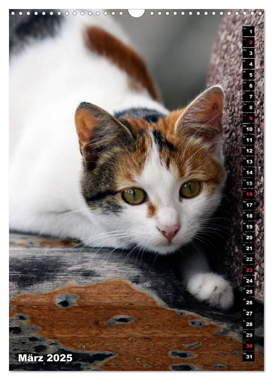 Bild: 9783457086865 | Istanbuls Katzen (Wandkalender 2025 DIN A3 hoch), CALVENDO...