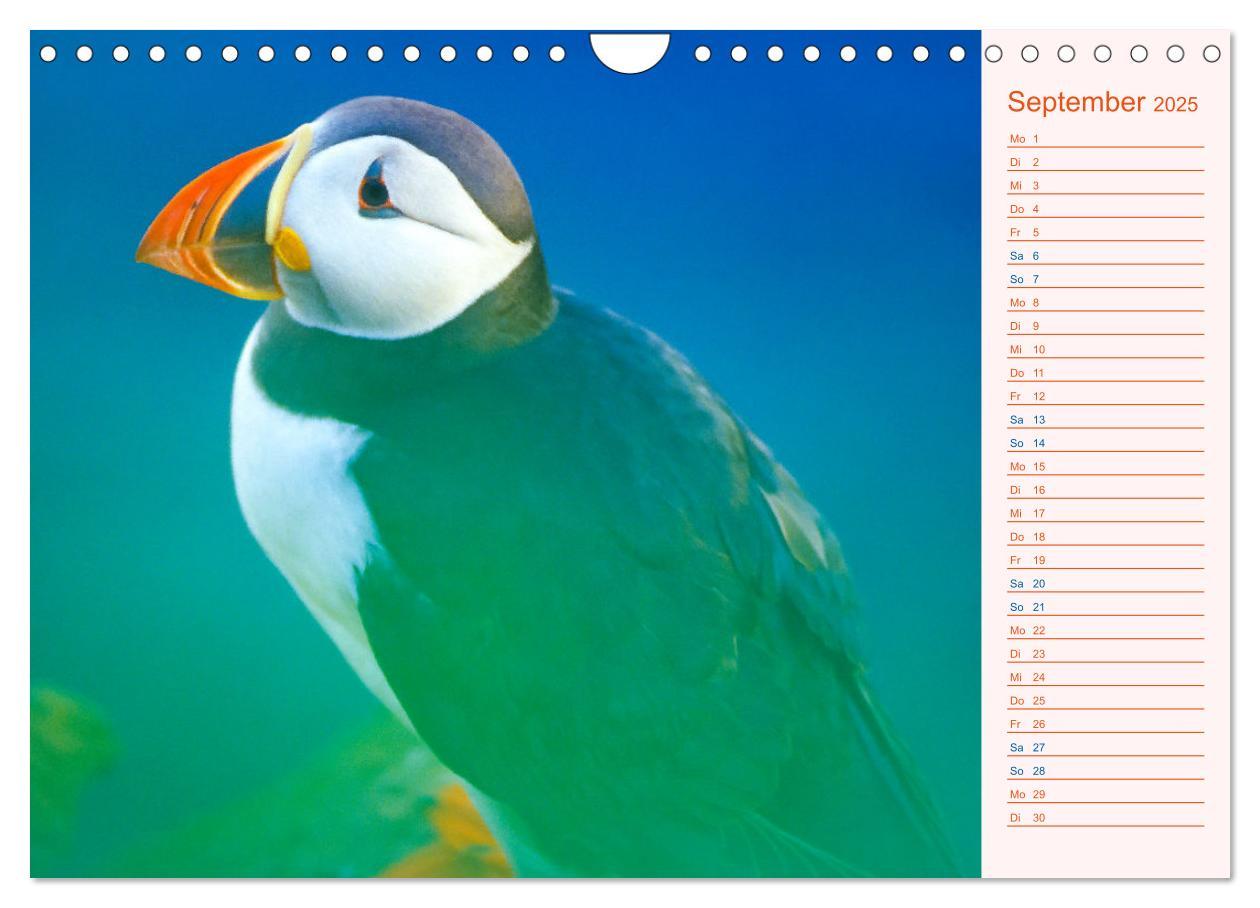 Bild: 9783435064489 | Papageitaucher auf Island (Wandkalender 2025 DIN A4 quer), CALVENDO...