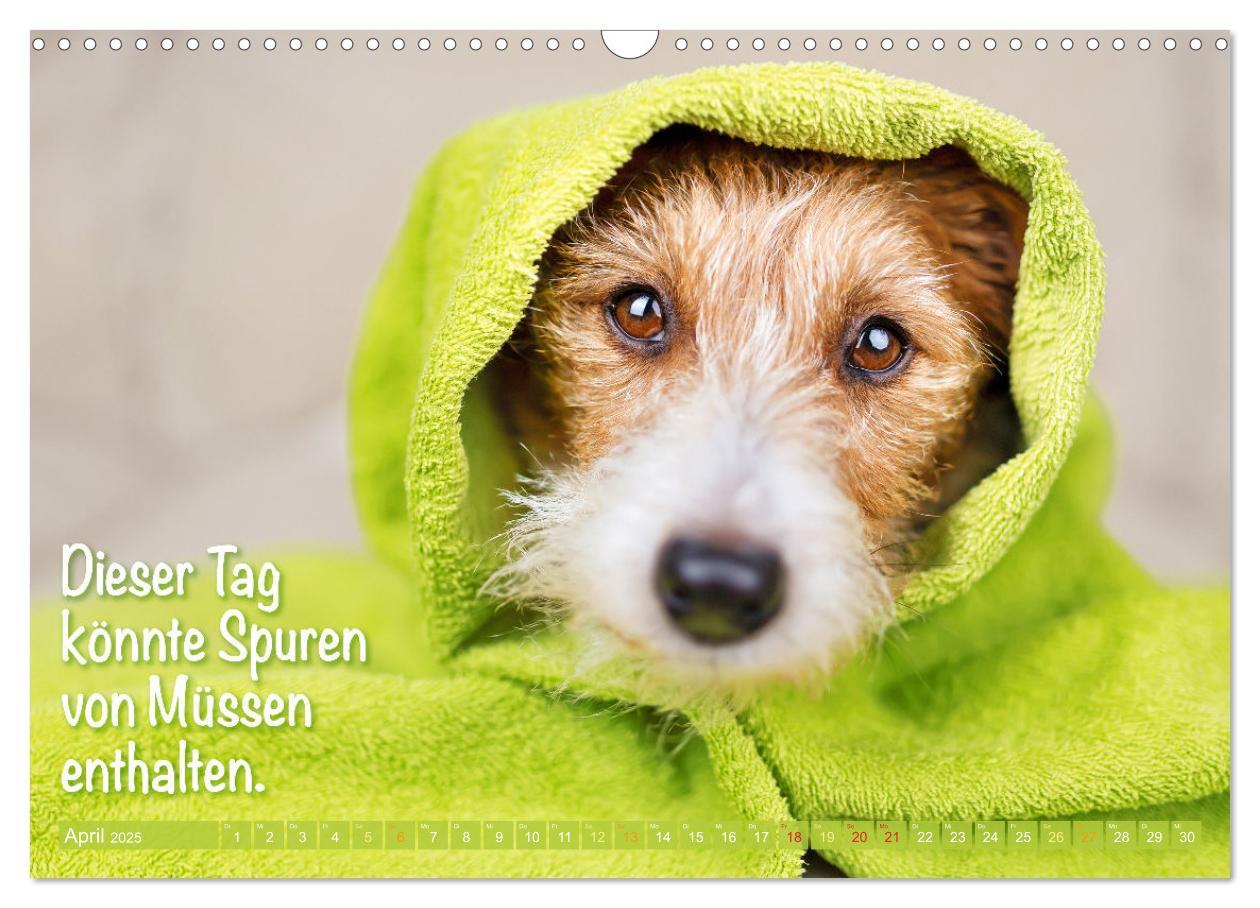 Bild: 9783457199794 | Jack Russell Terrier: flink und verspielt (Wandkalender 2025 DIN A3...