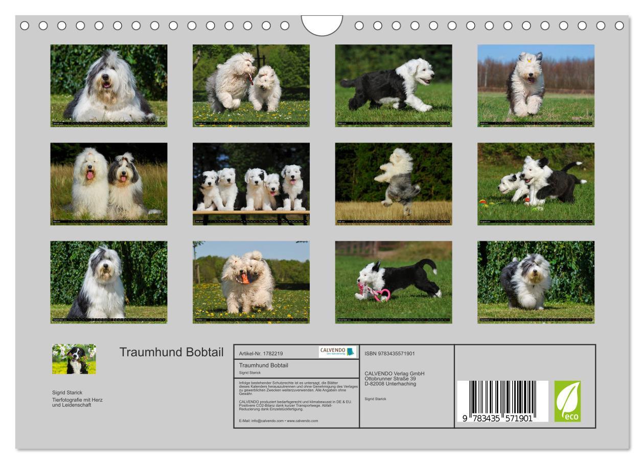 Bild: 9783435571901 | Traumhund Bobtail (Wandkalender 2025 DIN A4 quer), CALVENDO...