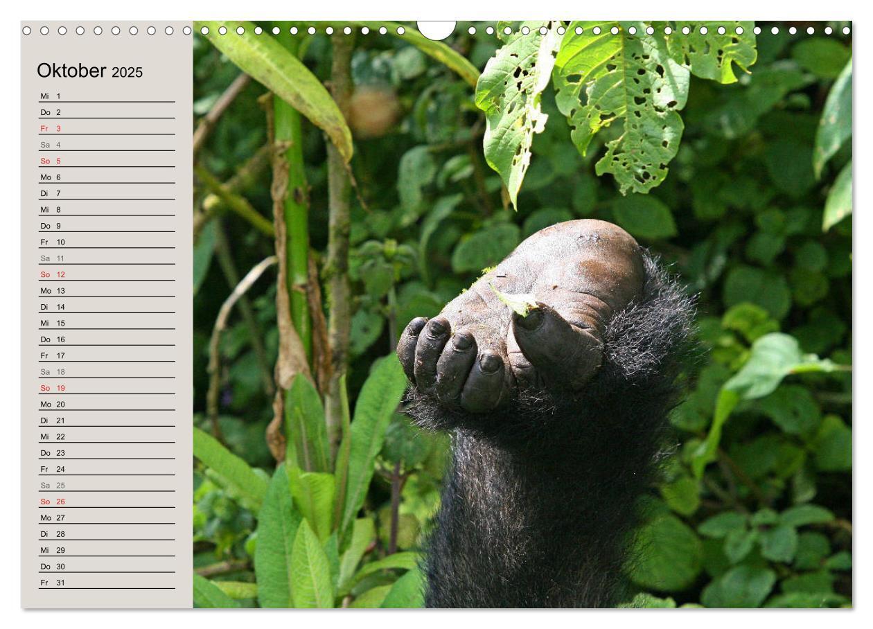 Bild: 9783435524440 | Berggorillas - die sanften Riesen (Wandkalender 2025 DIN A3 quer),...