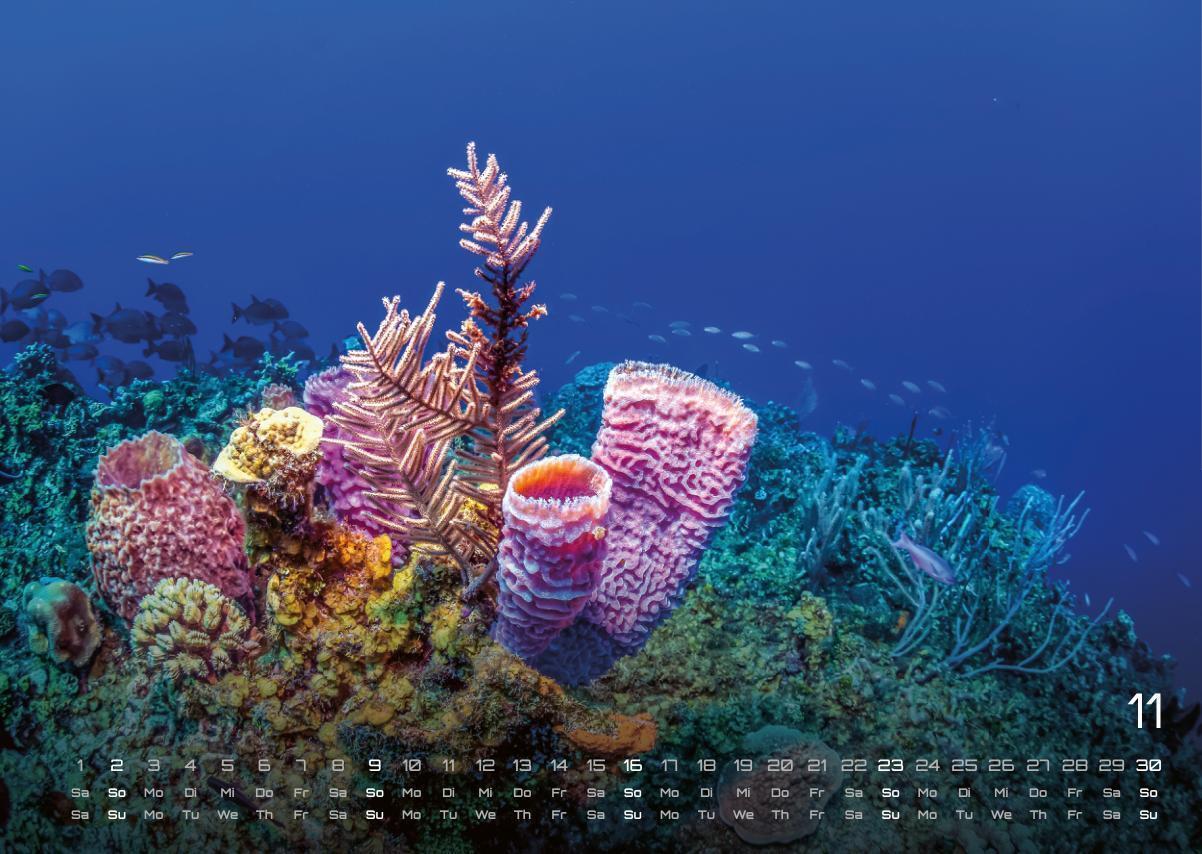 Bild: 9783986734305 | Sealife - verborgene Tiefen - 2025 - Kalender DIN A3 | GP-Fever. de