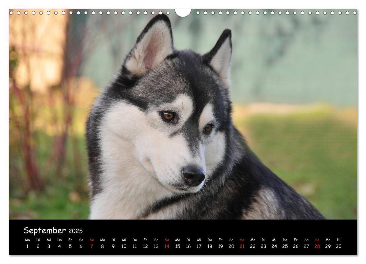 Bild: 9783435738939 | Huskys - Traumhunde (Wandkalender 2025 DIN A3 quer), CALVENDO...