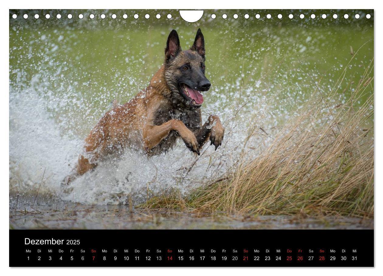 Bild: 9783435631919 | Belgischer Schäferhund - Der Malinois in Action (Wandkalender 2025...