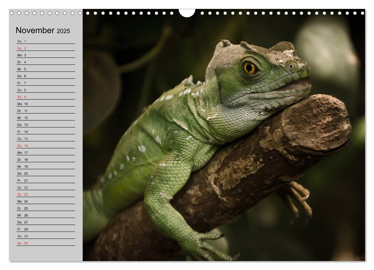 Bild: 9783435529261 | Kaltes Blut. Faszination Reptilien (Wandkalender 2025 DIN A3 quer),...