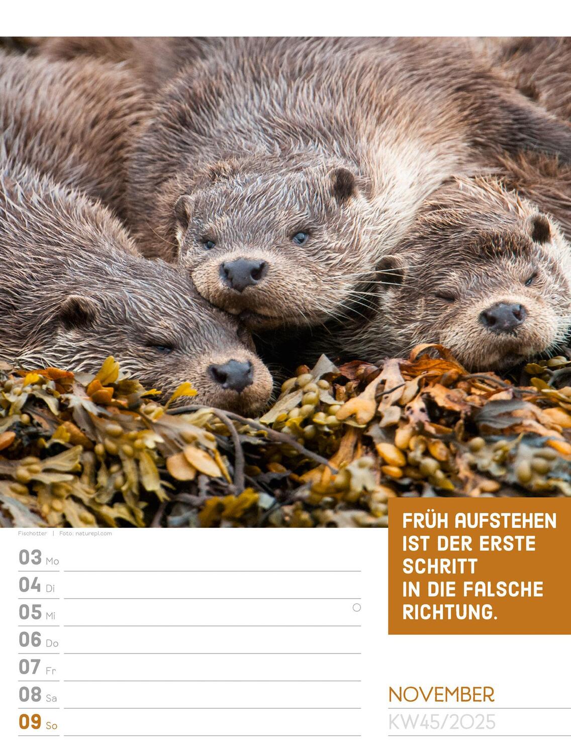 Bild: 9783838425962 | Tierisch! Sprüchekalender - Wochenplaner Kalender 2025 | Kunstverlag