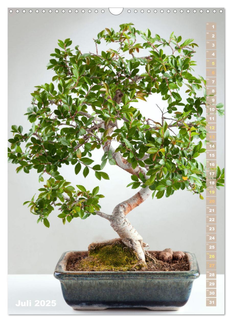 Bild: 9783435851232 | Bonsai: Gartenkunst im Kleinen (Wandkalender 2025 DIN A3 hoch),...