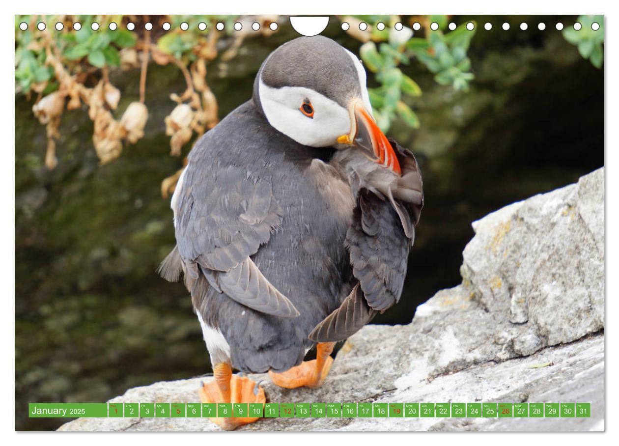 Bild: 9781325944064 | Puffins - small birds very big (Wall Calendar 2025 DIN A4...