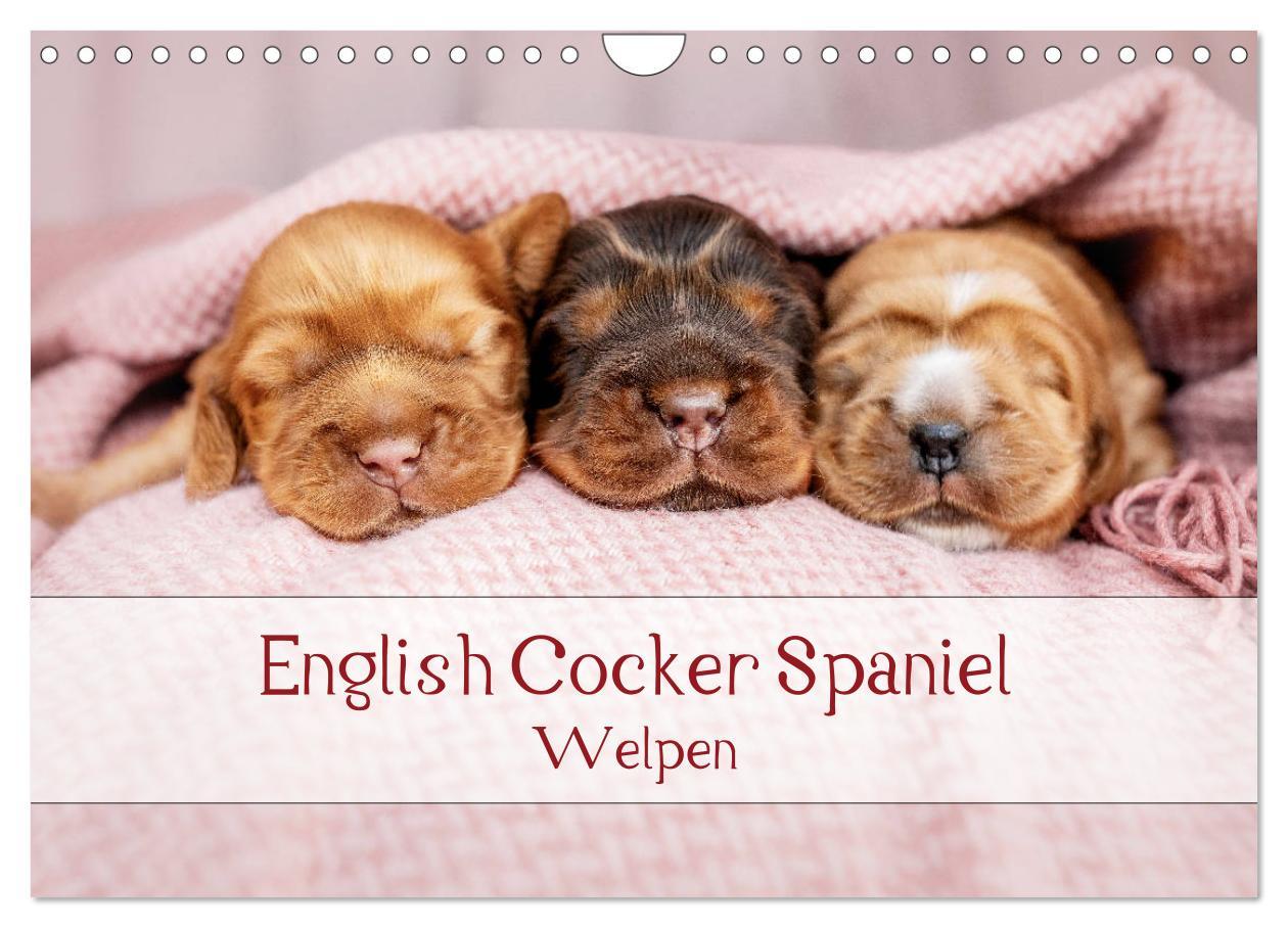 Cover: 9783435119844 | English Cocker Spaniel Welpen (Wandkalender 2025 DIN A4 quer),...