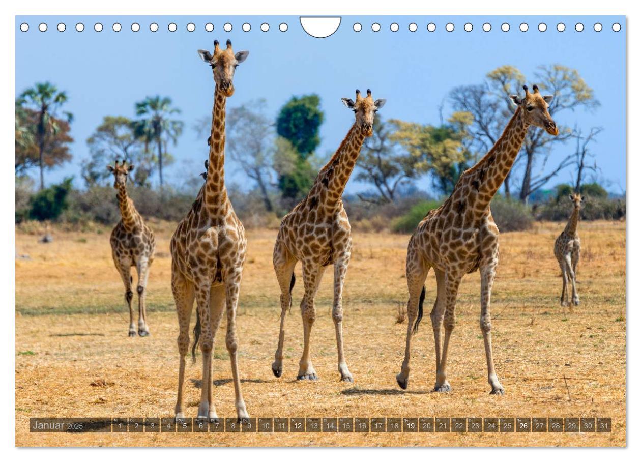 Bild: 9783435725748 | Botswana ¿ Landschaft und Tierwelt (Wandkalender 2025 DIN A4 quer),...