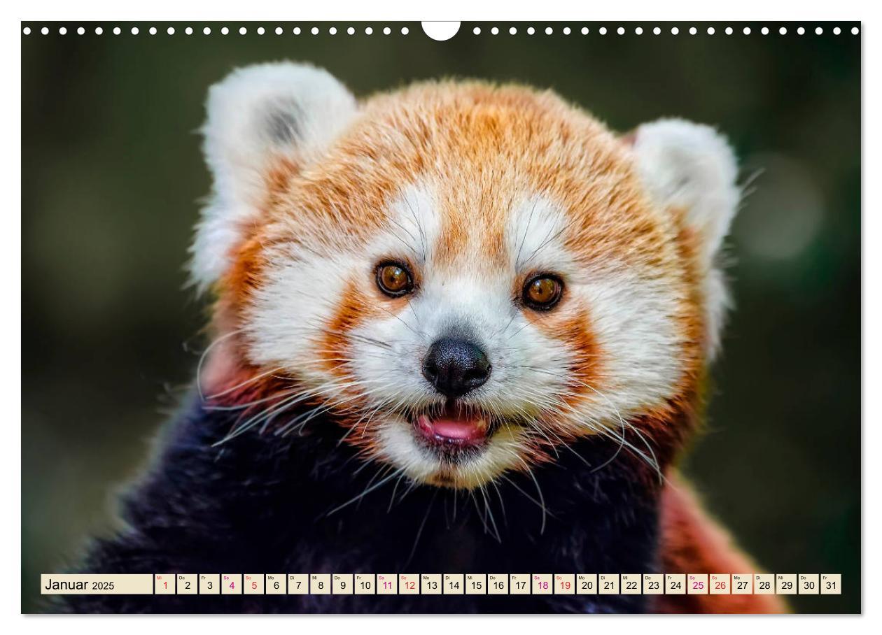 Bild: 9783435436965 | Kleiner Panda (Wandkalender 2025 DIN A3 quer), CALVENDO Monatskalender