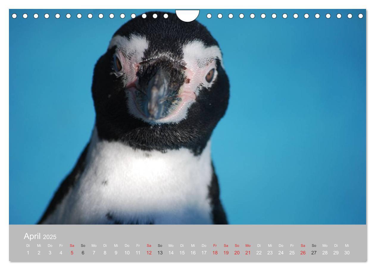 Bild: 9783435790371 | Pinguine 2025 (Wandkalender 2025 DIN A4 quer), CALVENDO Monatskalender