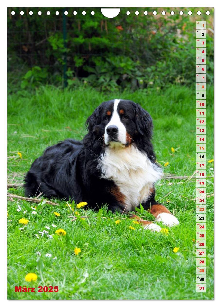 Bild: 9783457032602 | BÄR - Der Berner Sennenhund (Wandkalender 2025 DIN A4 hoch),...