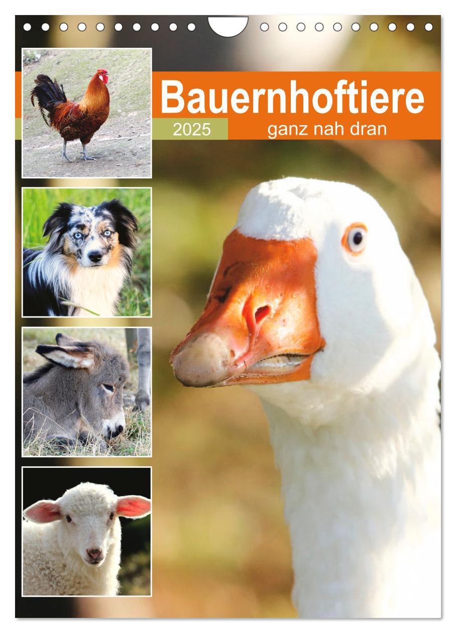 Cover: 9783435928521 | Bauernhoftiere, ganz nah dran (Wandkalender 2025 DIN A4 hoch),...