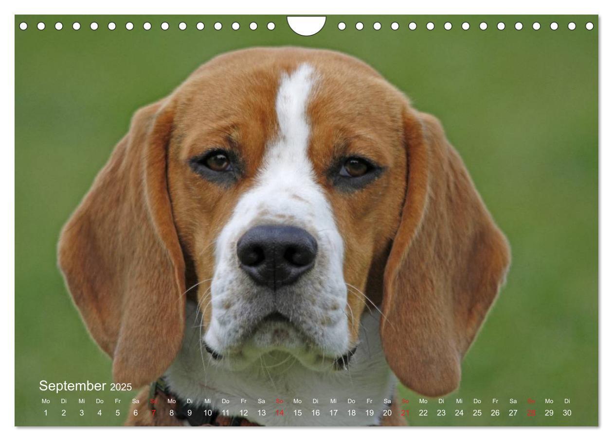 Bild: 9783435746859 | Beagle (Wandkalender 2025 DIN A4 quer), CALVENDO Monatskalender | Berg