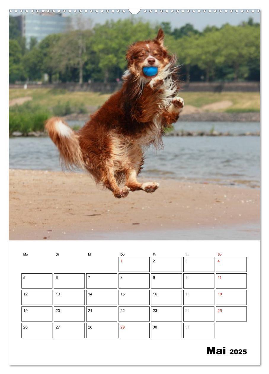 Bild: 9783457079805 | Australian Shepherd (Wandkalender 2025 DIN A2 hoch), CALVENDO...