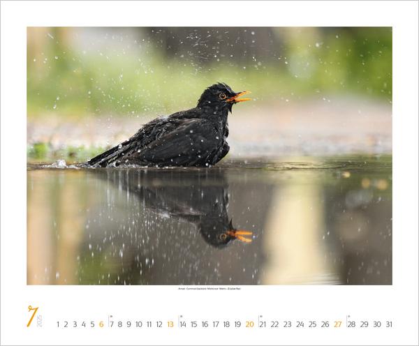 Bild: 9783731879275 | WaldLife 2025 | Verlag Korsch | Kalender | 14 S. | Deutsch | 2025