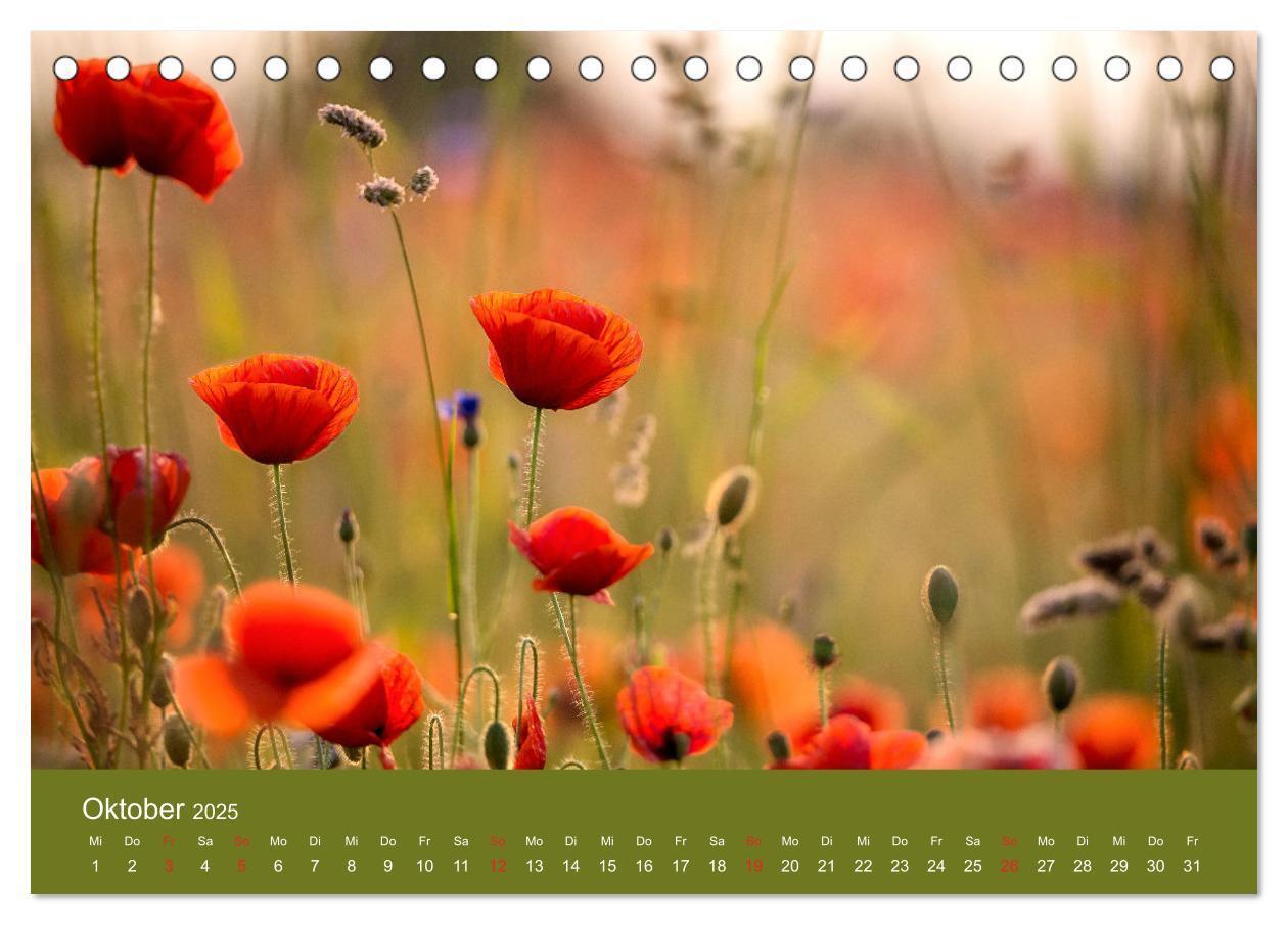 Bild: 9783435121458 | Mohnblumen Romantik (Tischkalender 2025 DIN A5 quer), CALVENDO...