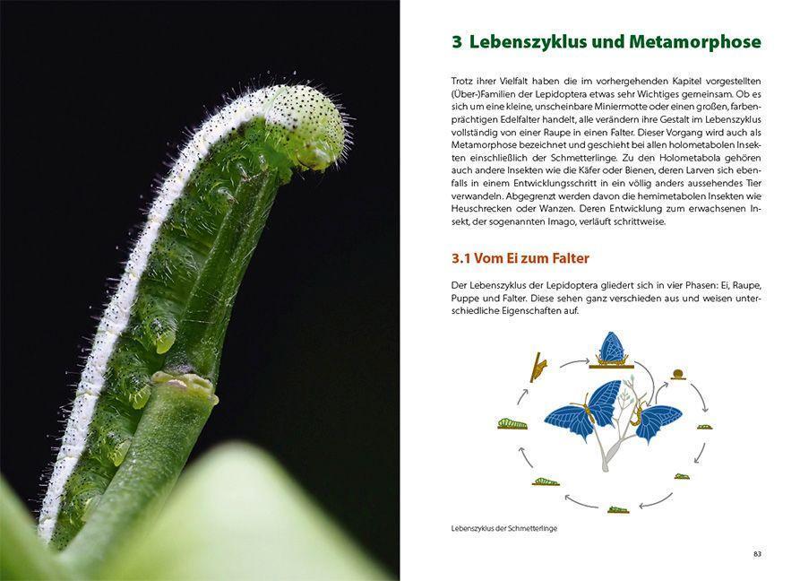 Bild: 9783258083582 | Schmetterlingswissen | Biologie, Lebensräume, Beobachtung | Possienke