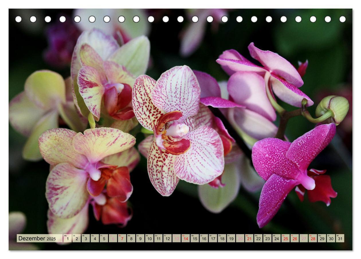 Bild: 9783383765131 | Beliebte Orchideen (Tischkalender 2025 DIN A5 quer), CALVENDO...