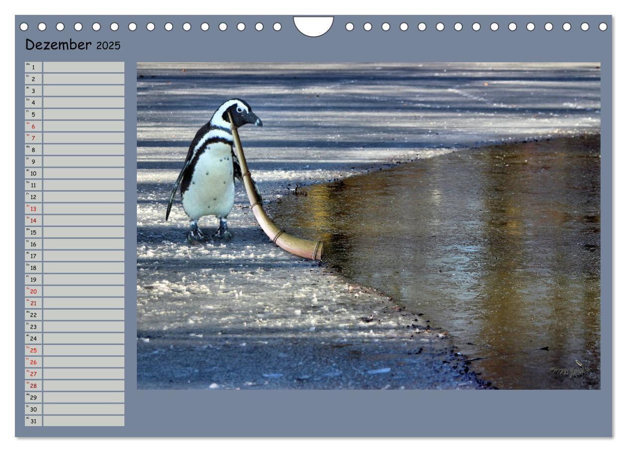 Bild: 9783435313877 | Pinguine privat Planer (Wandkalender 2025 DIN A4 quer), CALVENDO...