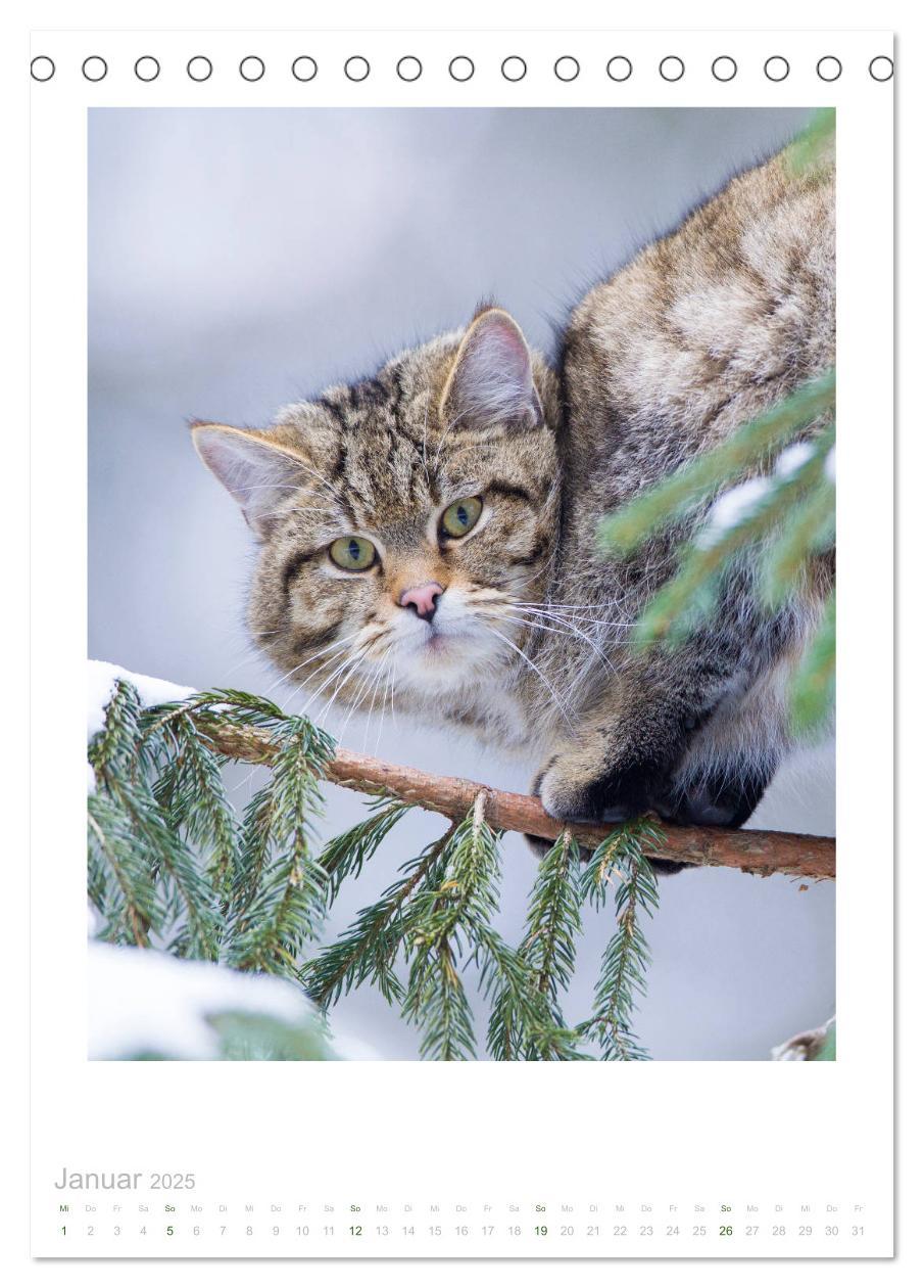 Bild: 9783435953240 | Wildkatzen - Kleine Samtpfoten des Waldes (Tischkalender 2025 DIN...