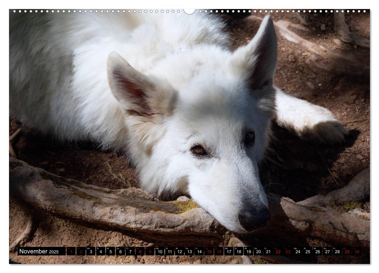 Bild: 9783435415045 | Weiße Schäferhunde in schönen Landschaften (Wandkalender 2025 DIN...