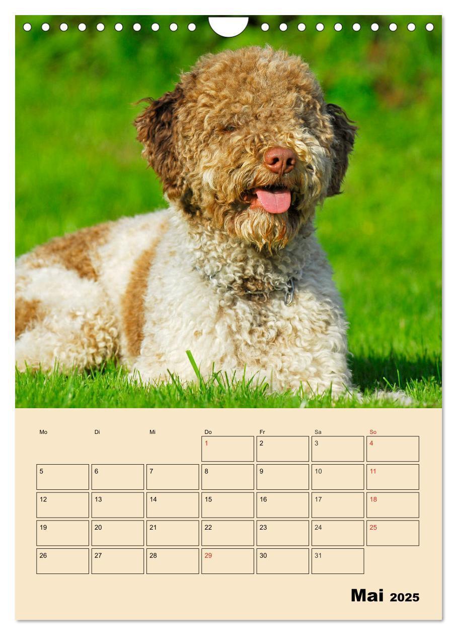 Bild: 9783435959495 | Jahresplaner Lagotto Romagnolo (Wandkalender 2025 DIN A4 hoch),...