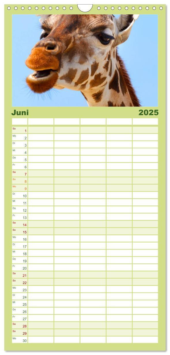 Bild: 9783457110126 | Familienplaner 2025 - Giraffen mit 5 Spalten (Wandkalender, 21 x 45...