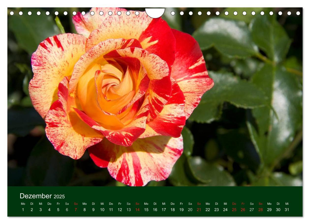 Bild: 9783435663613 | Blumen und Blüten (Wandkalender 2025 DIN A4 quer), CALVENDO...