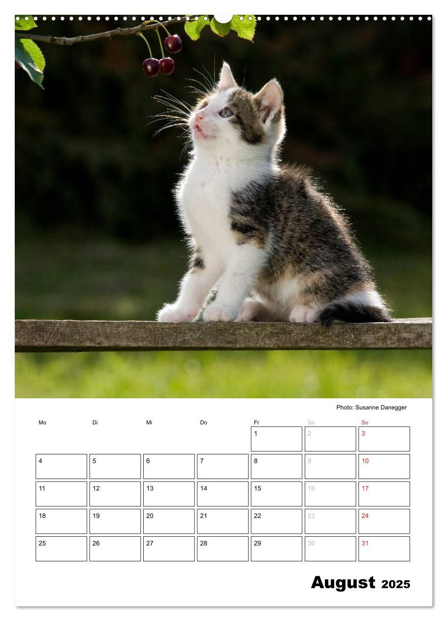 Bild: 9783457086063 | Katzenkinder - Impressionen (Wandkalender 2025 DIN A2 hoch),...