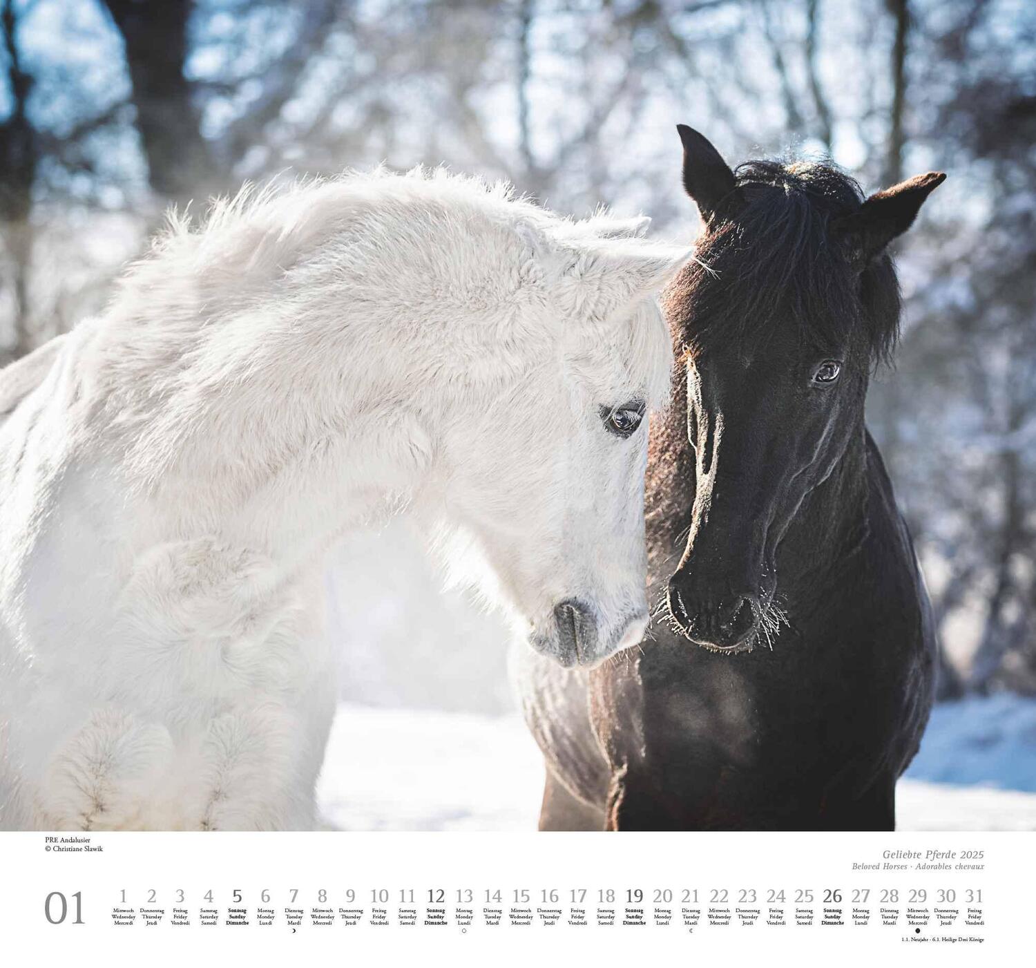 Bild: 4250809653891 | Geliebte Pferde 2025 - DUMONT-Wandkalender - Pferdefotografie von...