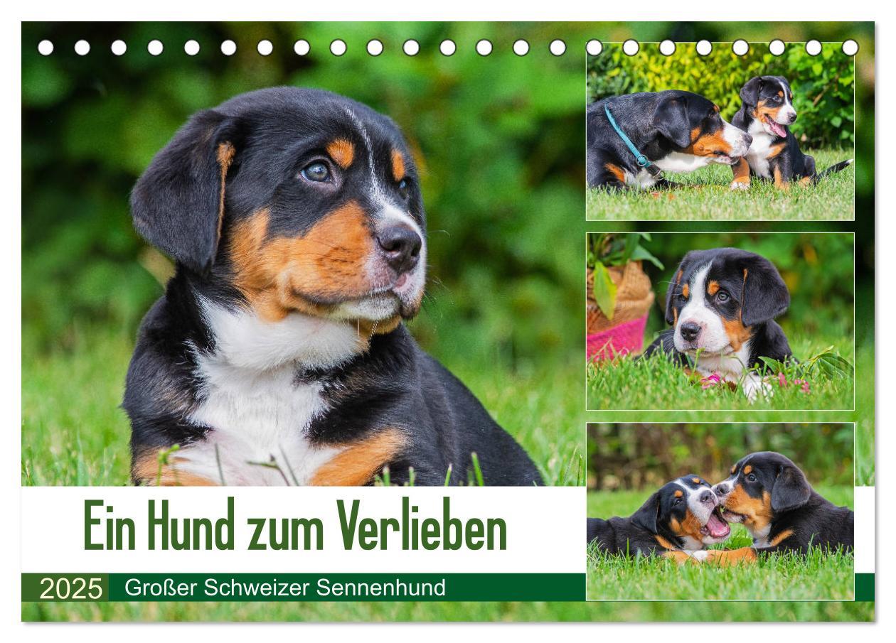 Cover: 9783435208074 | Ein Hund zum Verlieben - Großer Schweizer Sennenhund (Tischkalender...