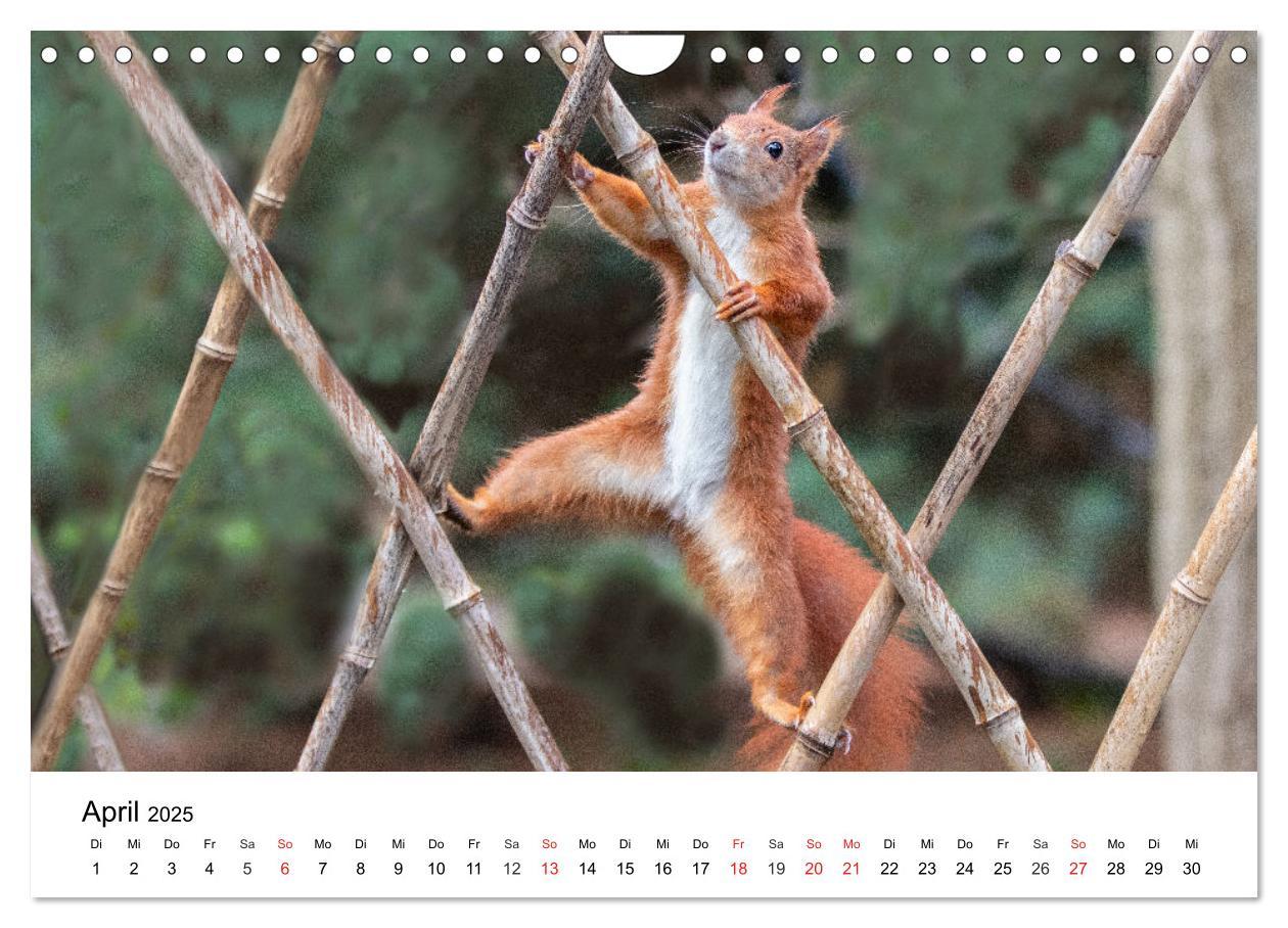 Bild: 9783435584390 | Eichhörnchen - Kleine Kobolde im Roten Pelz (Wandkalender 2025 DIN...