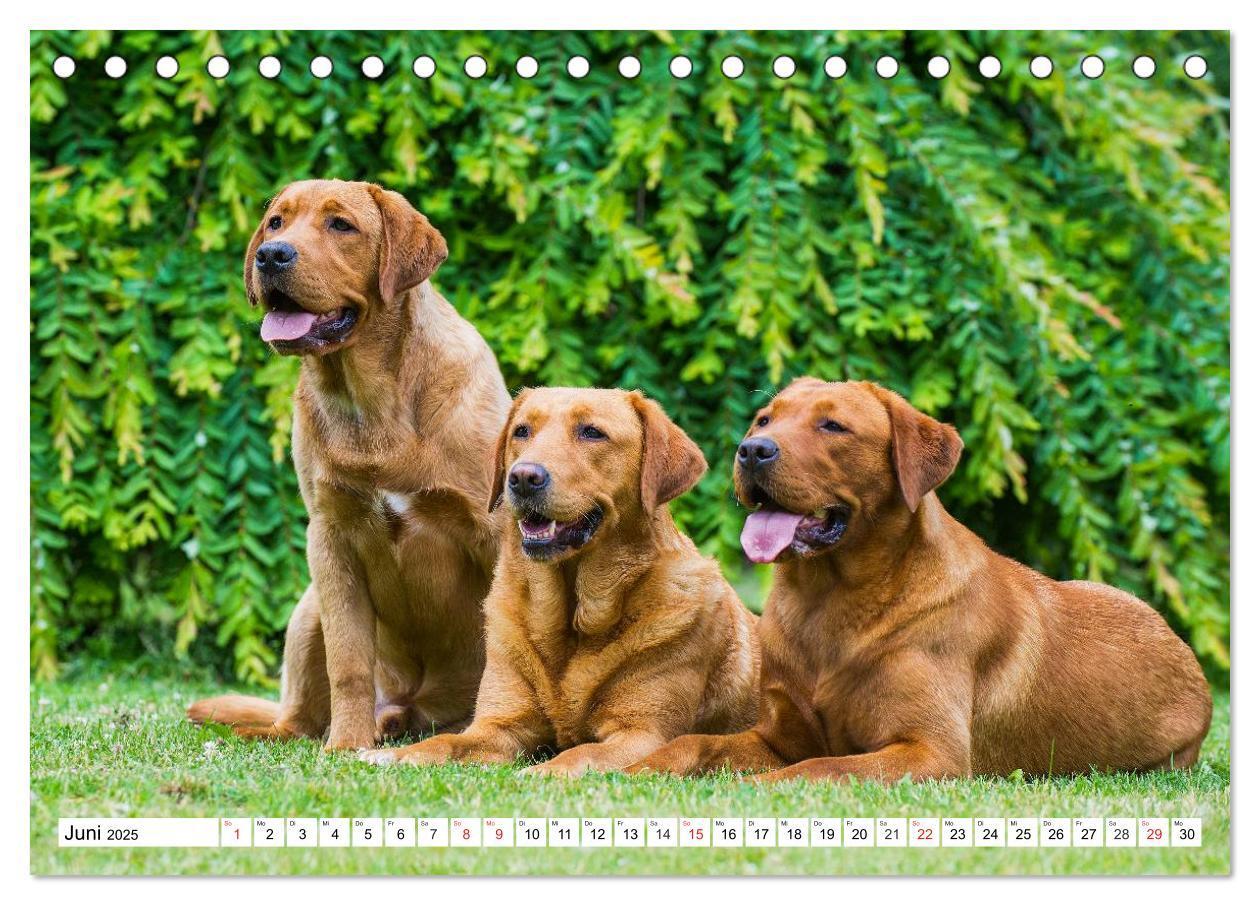 Bild: 9783435563982 | Labrador Retriever - Freunde für´s Leben (Tischkalender 2025 DIN A5...