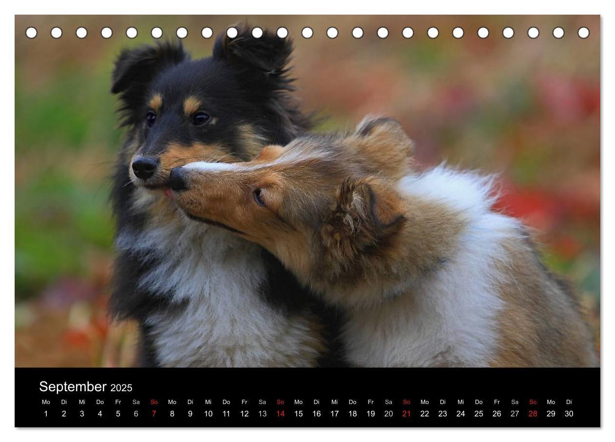 Bild: 9783435751624 | Shelties 2025 (Tischkalender 2025 DIN A5 quer), CALVENDO...