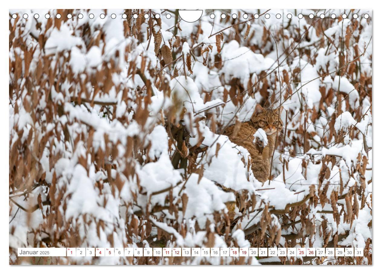 Bild: 9783435219797 | Wildkatzen - die anmutigsten Raubiere in Europa. (Wandkalender 2025...