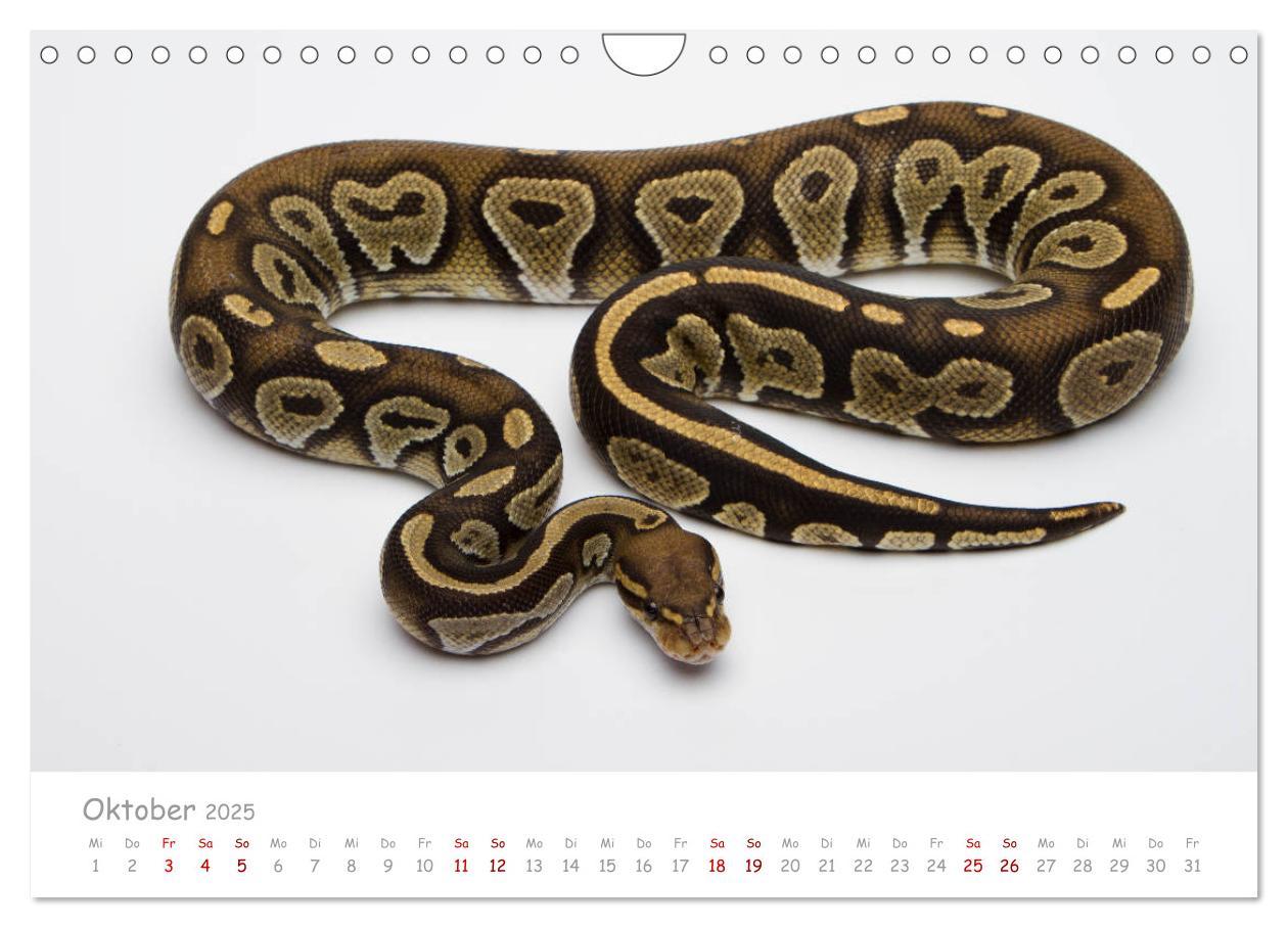 Bild: 9783435118014 | Königspythons - bunte Schlangen (Wandkalender 2025 DIN A4 quer),...