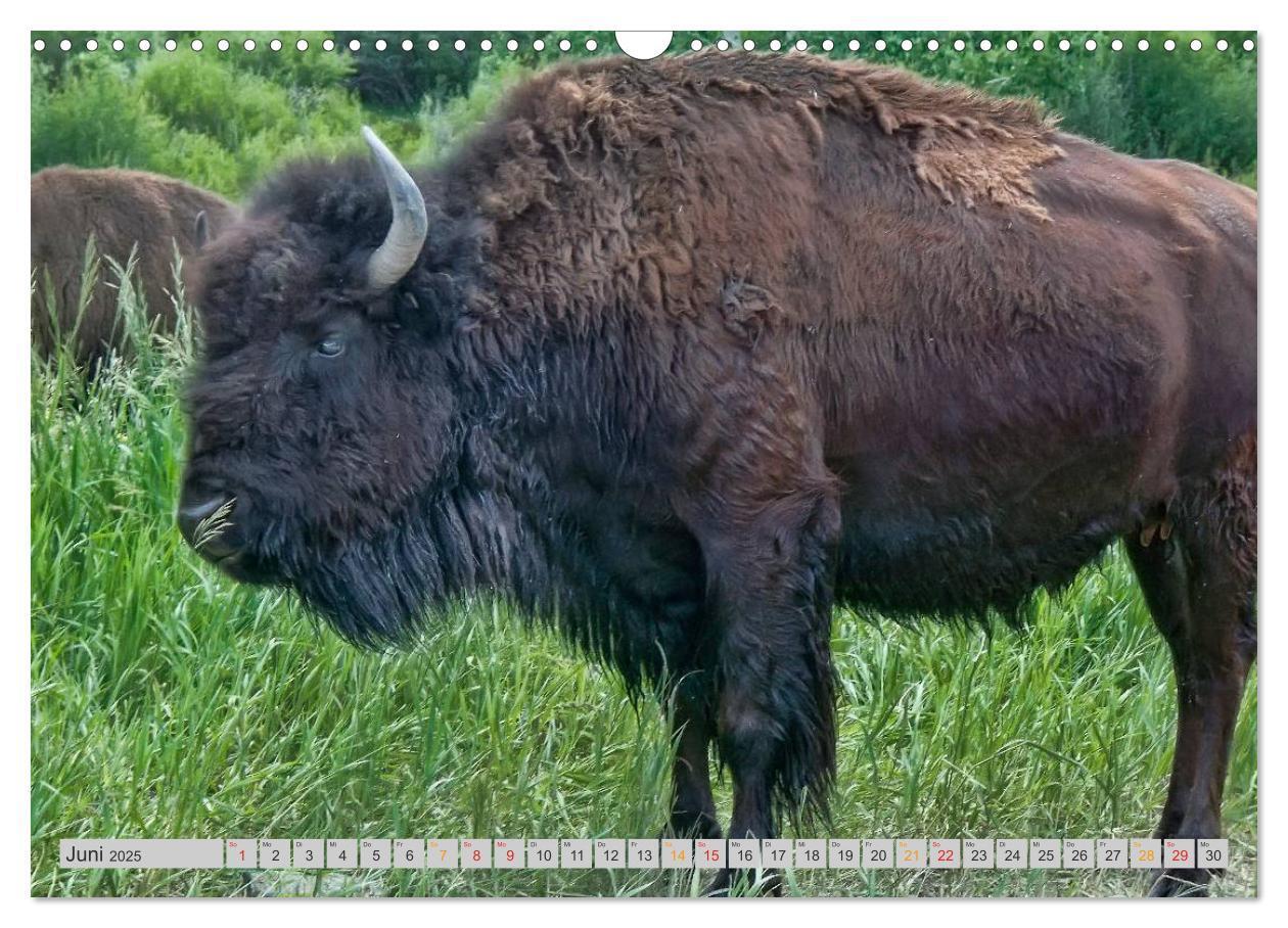 Bild: 9783435580149 | Bison und Wisent - Riesen mit unbändiger Kraft (Wandkalender 2025...