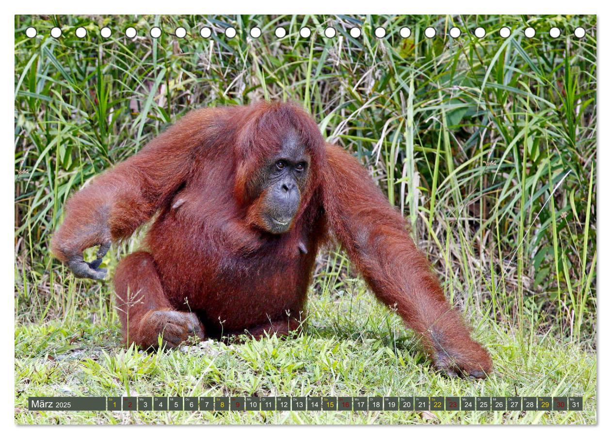 Bild: 9783435355327 | Waldmenschen - Orang Utans auf Borneo (Tischkalender 2025 DIN A5...