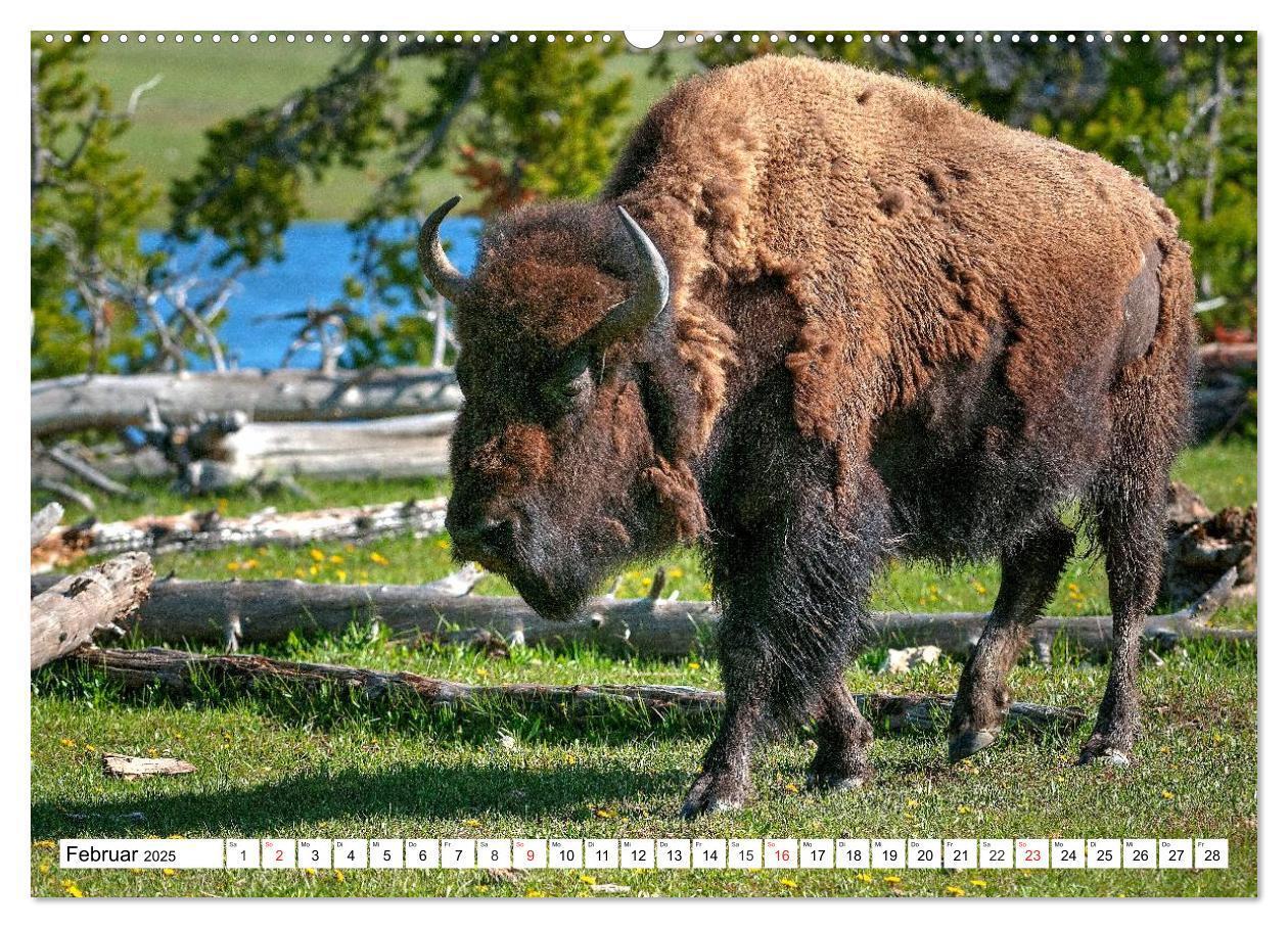 Bild: 9783435602872 | TATONKA Der nordamerikanische Bison (Wandkalender 2025 DIN A2...