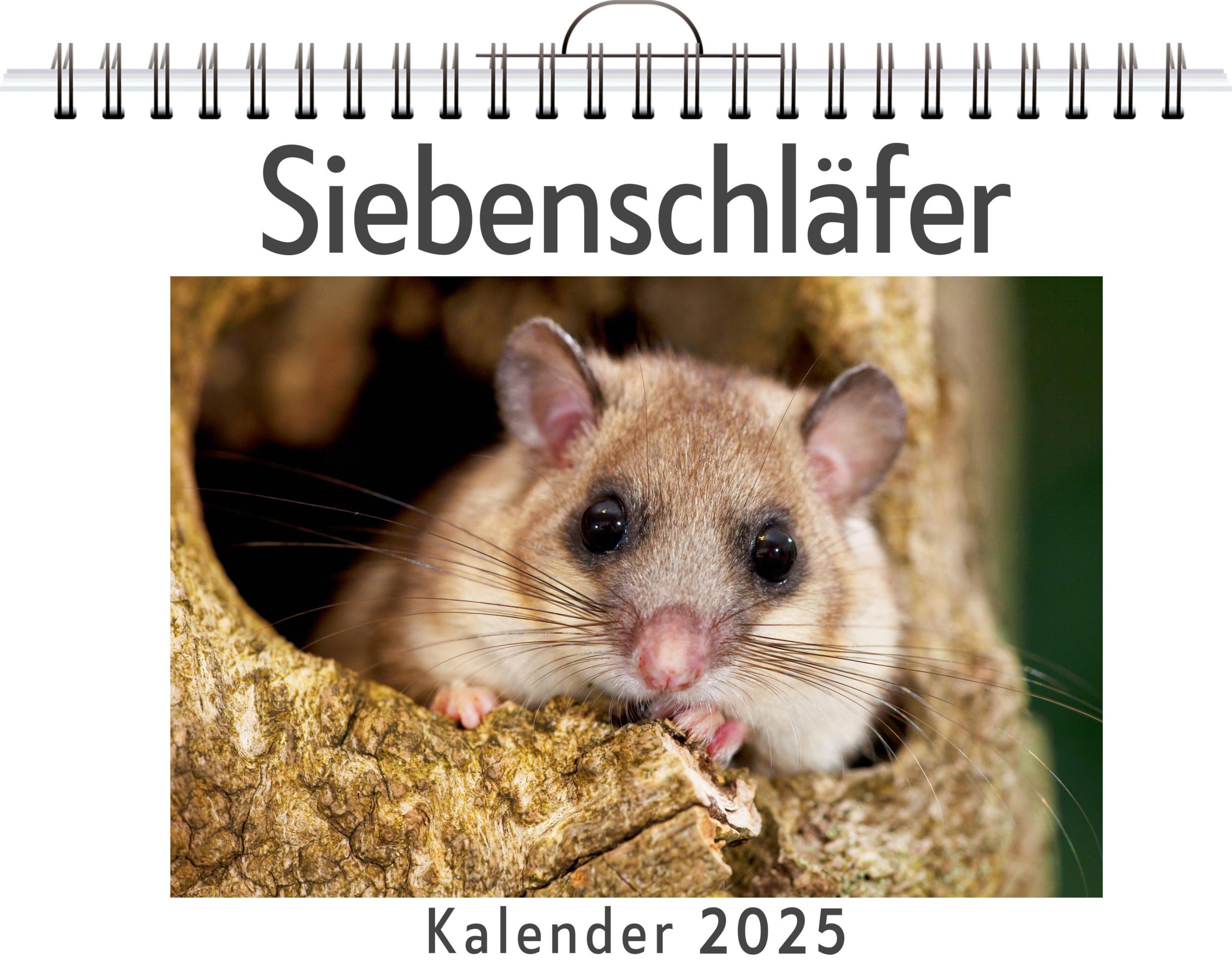 Cover: 9783759120779 | Siebenschläfer | Luisa Schmitz | Kalender | Kalender | 14 S. | Deutsch