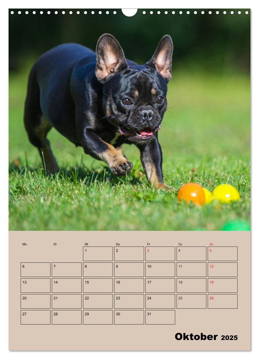 Bild: 9783435959259 | Jahresplaner Französische Bulldogge (Wandkalender 2025 DIN A3...